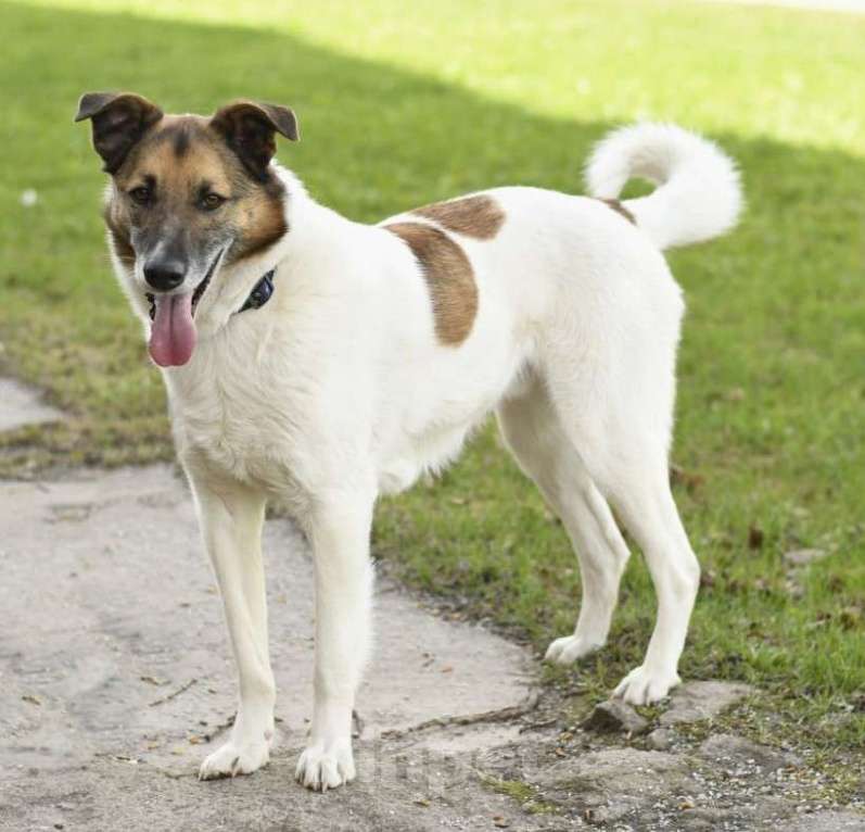Собаки в Туле: Амуру очень нужен Дом Мальчик, Бесплатно - фото 4