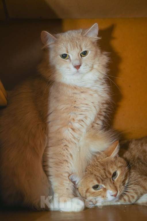 Кошки в Санкт-Петербурге: Кошка Снежана ищет дом Девочка, Бесплатно - фото 2