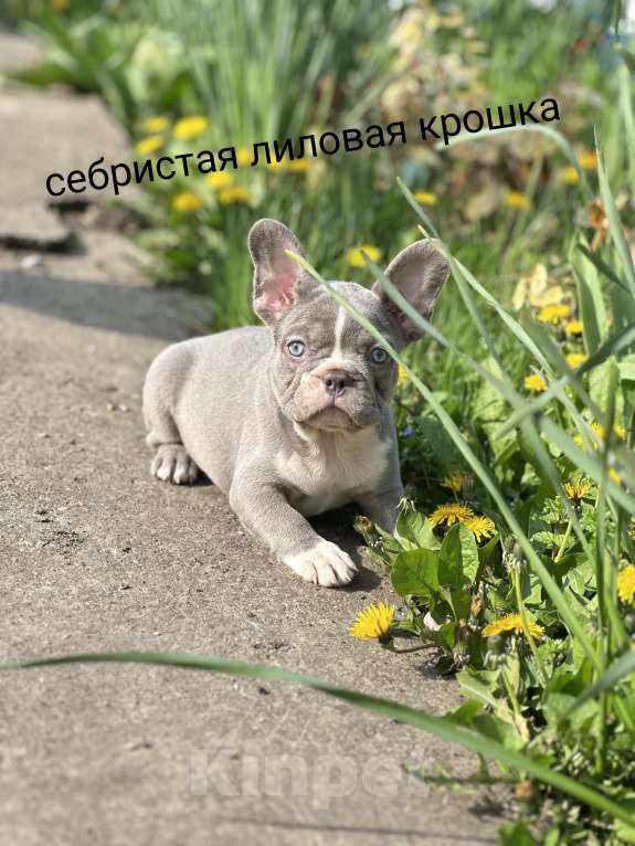 Собаки в Москве: Стандарт ркф и цветные францущы от проф заводчика Девочка, Бесплатно - фото 1