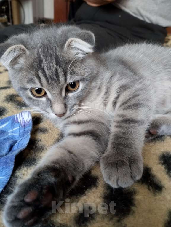 Кошки в Казани: Отдам в добрые руки котёнка 3 месяца мальчик.  Мальчик, Бесплатно - фото 3