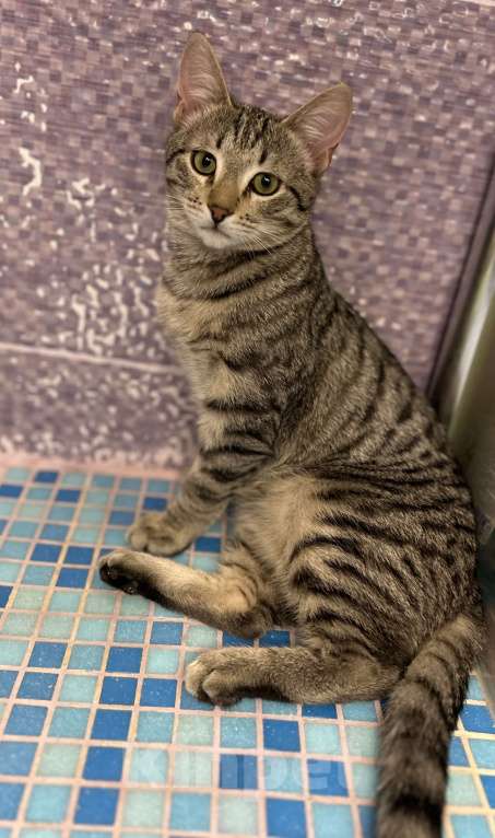 Кошки в Мурином: Бэм и Симба ищут дом Мальчик, Бесплатно - фото 8