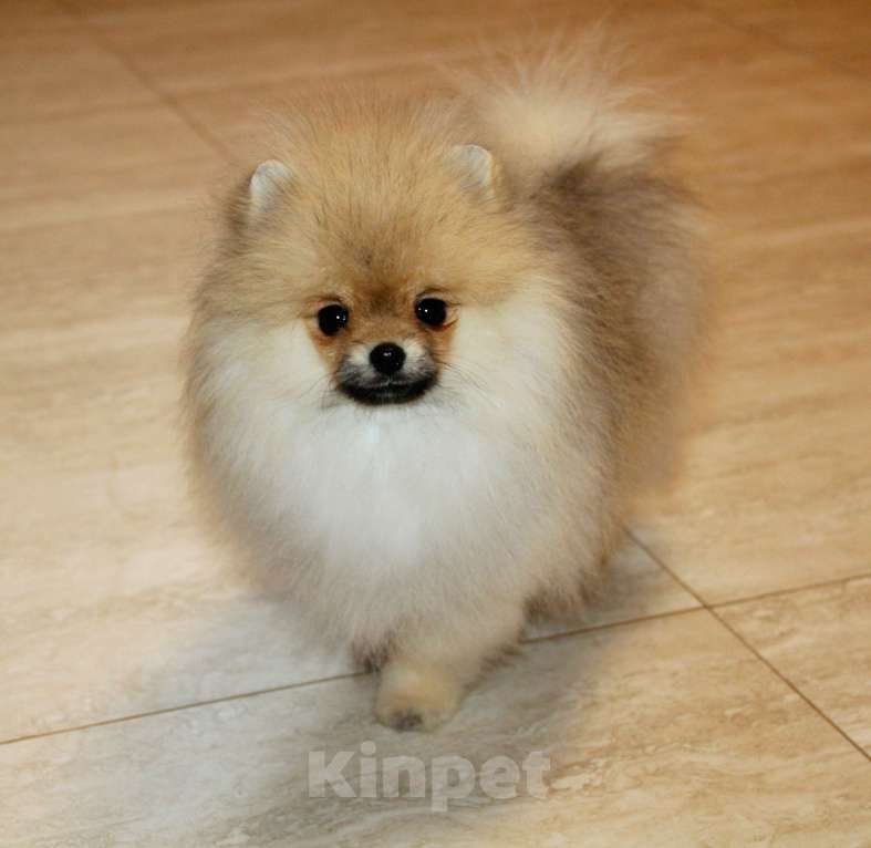 Собаки в Раменском: Мальчик Цицерон Мальчик, 40 000 руб. - фото 1