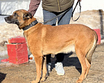 Собаки в Москве: Бельгийская овчарка. Малинуа.  Мальчик, Бесплатно - фото 3