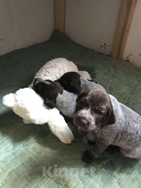 Собаки в Твери: Щенки курцхаара Девочка, 20 руб. - фото 9