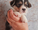 Собаки в Новосибирске: Щенок вельш корги пемброк Мальчик, 55 000 руб. - фото 1