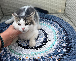 Кошки в Москве: Котята ищут дом Мальчик, Бесплатно - фото 10