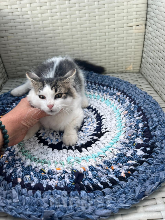 Кошки в Москве: Котята ищут дом Мальчик, Бесплатно - фото 10