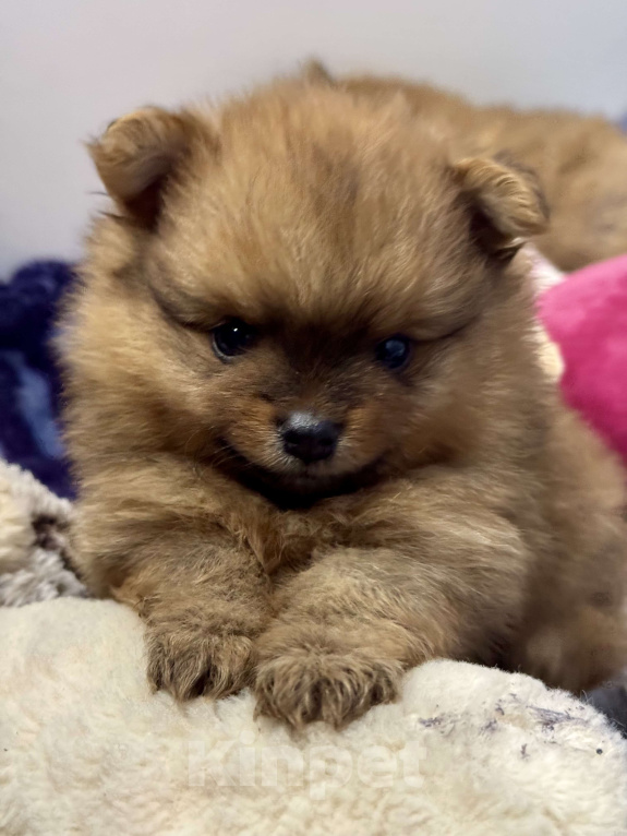 Собаки в других городах Алтайского края: Девочка Даффи Девочка, 35 000 руб. - фото 1