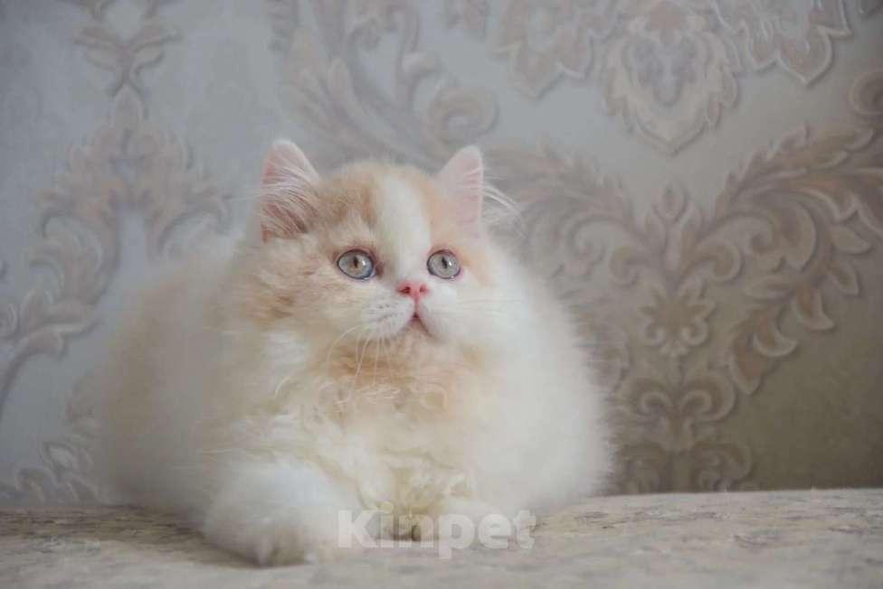 Кошки в Сочи: Котёнок Мальчик, Бесплатно - фото 1