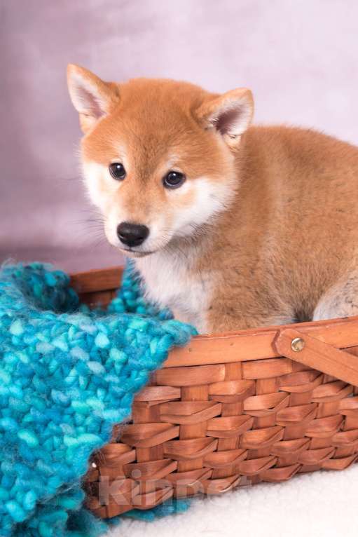 Собаки в Екатеринбурге: Щенок сиба-ину Мальчик, 70 000 руб. - фото 2