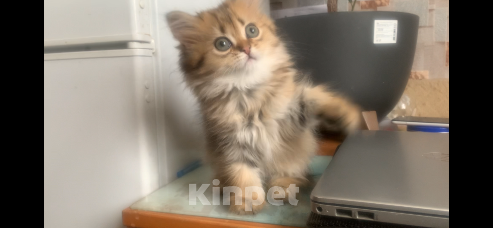 Кошки в Москве: Шотландская Highland stright Девочка, 40 000 руб. - фото 3