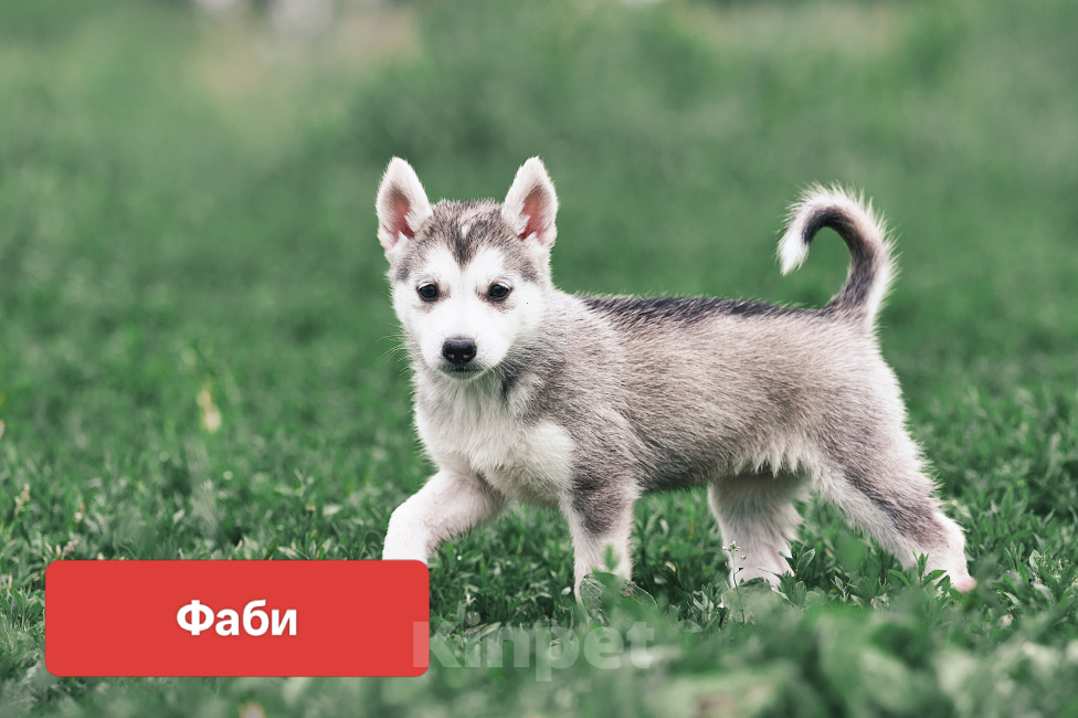 Собаки в Сергиеве Посаде: Щенки в добрые руки Разнополые, Бесплатно - фото 7