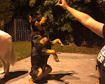 Собаки в Краснодаре: Питбуль на Вязку, 5 000 руб. - фото 5