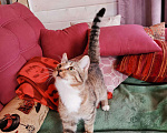 Кошки в Тамбове: Котенок девочка Девочка, Бесплатно - фото 9