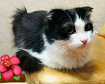 Кошки в Нытве: Котики бесплатно, Бесплатно - фото 2