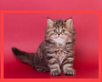 Кошки в Ковровом: Продаю котят персов. Мальчик, 3 000 руб. - фото 2
