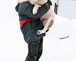 Собаки в Москве: Туркменский плаббай девочка Девочка, 10 000 руб. - фото 1
