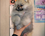 Собаки в Владивостоке: Померанский шпиц Мальчик, 50 000 руб. - фото 2