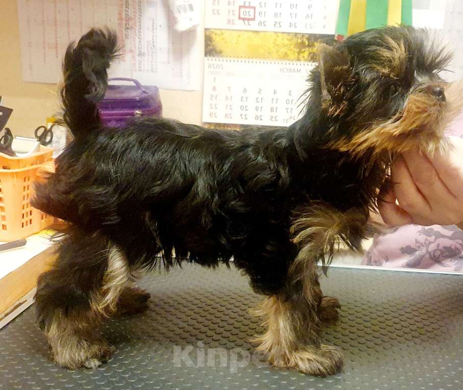 Собаки в Москве: Щенки йоркширского терьера Мальчик, 45 000 руб. - фото 8