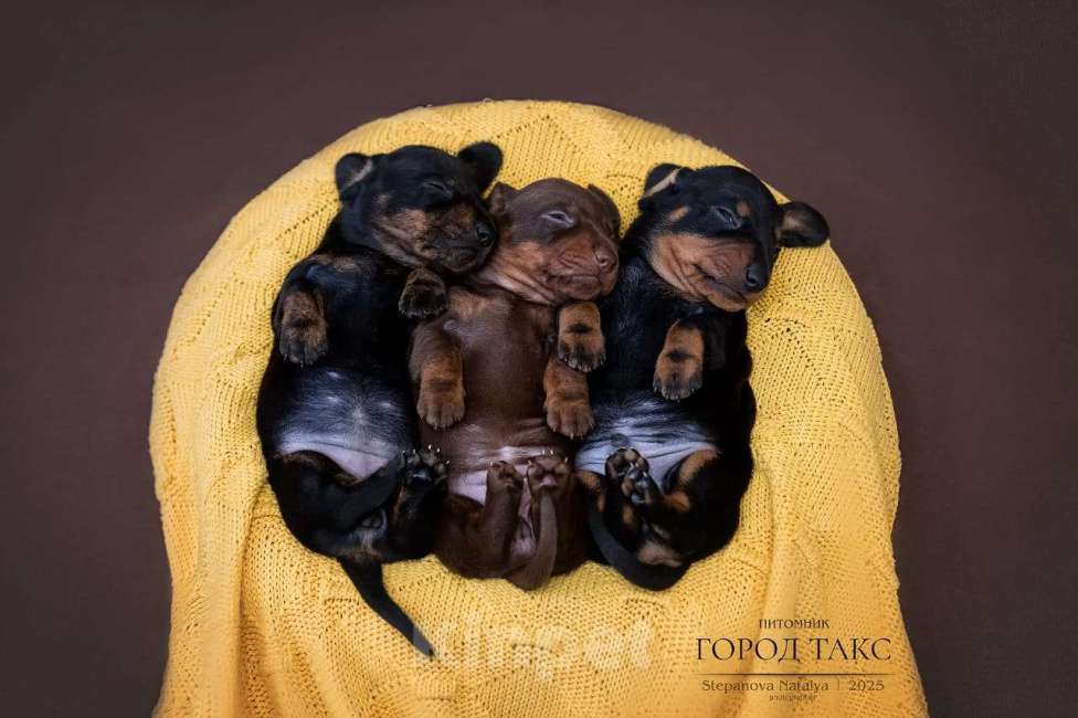 Собаки в Благовещенске: Такса миниатюрная гладкошерстная  Девочка, 60 000 руб. - фото 4