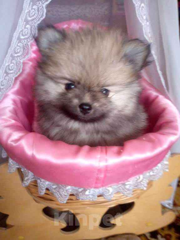 Собаки в Москве: Померанский шпиц мини мишка Мальчик, Бесплатно - фото 2