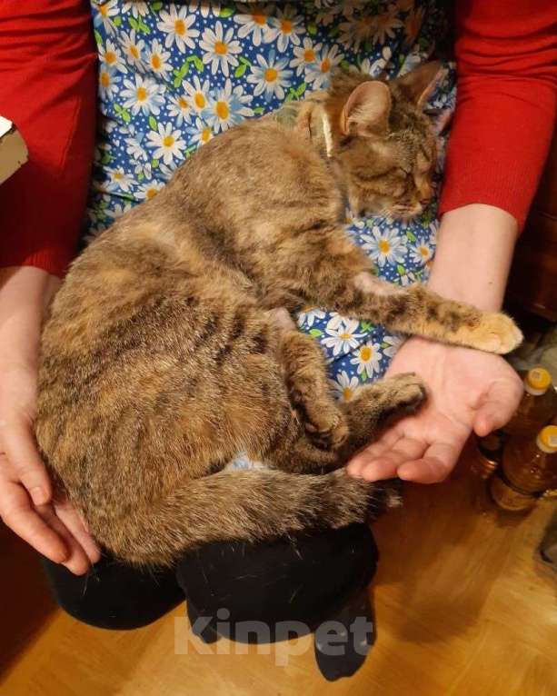 Кошки в Москве: Особенная кошечка Селена ищет дом  Девочка, Бесплатно - фото 1