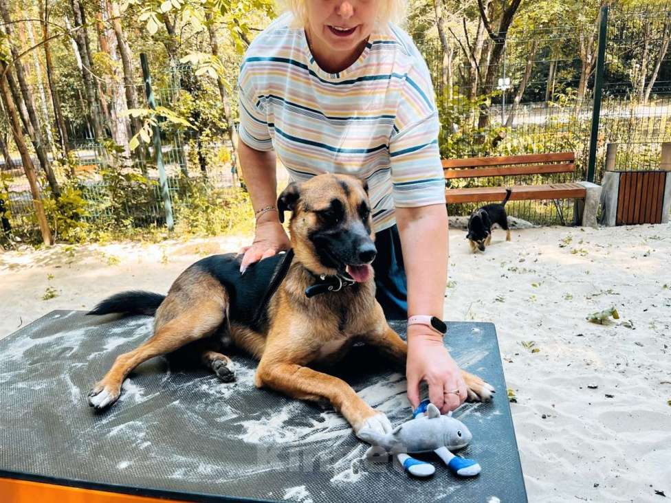 Собаки в Санкт-Петербурге: Свой в доску, друг котов, и просто душевный пёс ищет дом Мальчик, Бесплатно - фото 5