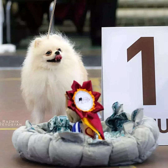 Объявление: Продается щенок, 120 000 руб., Самара