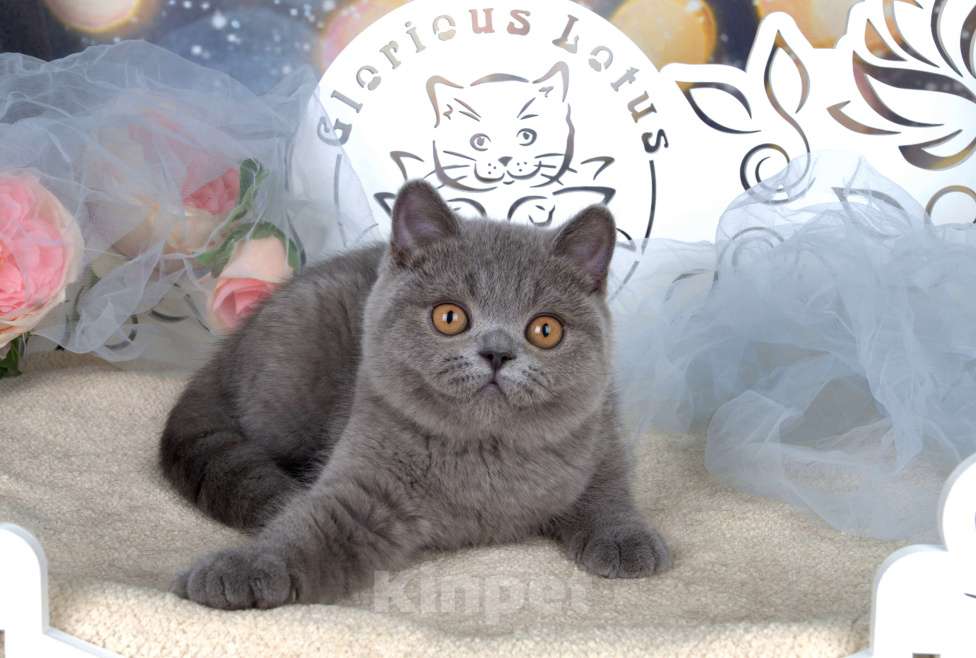 Кошки в Санкт-Петербурге: Британский котик классического голубого окраса Мальчик, 60 000 руб. - фото 4
