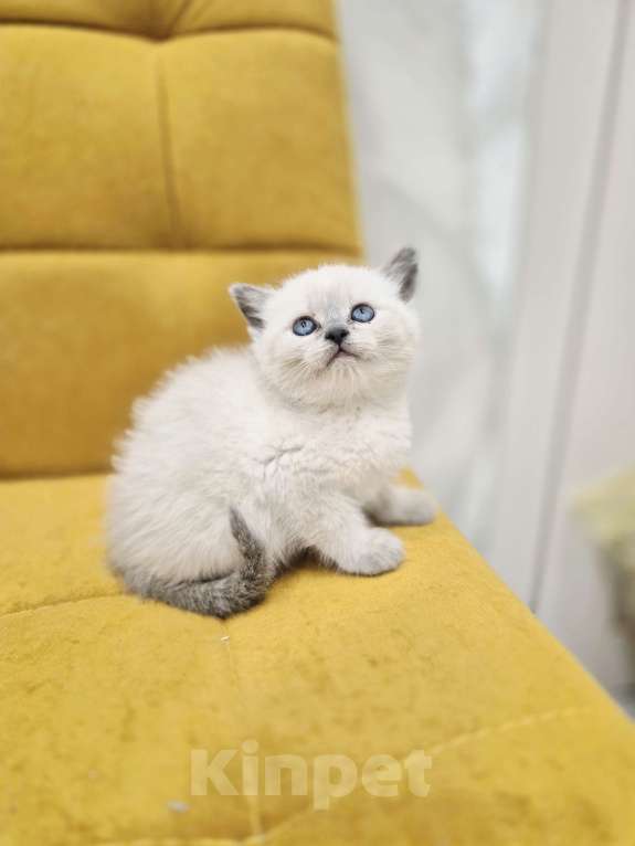 Кошки в Москве: Рэгдолл девочка  Девочка, 35 000 руб. - фото 4