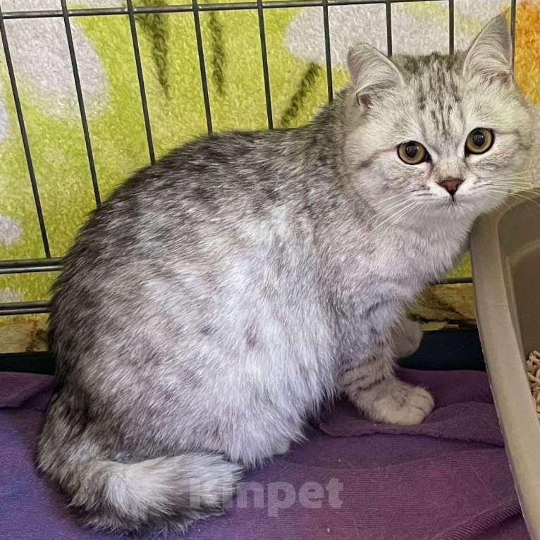 Кошки в Москве: Шотландский вислоухий котенок девочка  Девочка, Бесплатно - фото 2