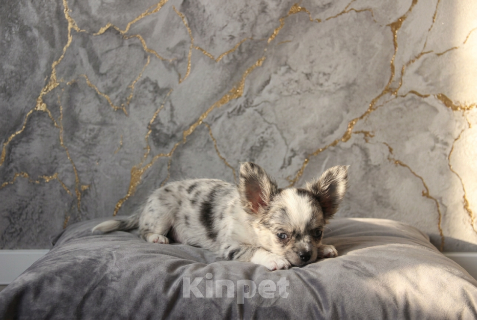 Собаки в Саратове: Мальчик чихуахуа Мальчик, 50 000 руб. - фото 3