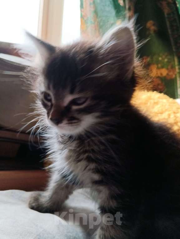 Кошки в Санкт-Петербурге: Котенок Шотландский прямоухий (метис) Мальчик, 2 000 руб. - фото 2