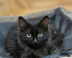 Кошки в Москве: Котёнок Пиксель ищет дом Мальчик, Бесплатно - фото 4