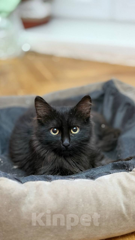 Кошки в Москве: Котёнок Пиксель ищет дом Мальчик, Бесплатно - фото 4