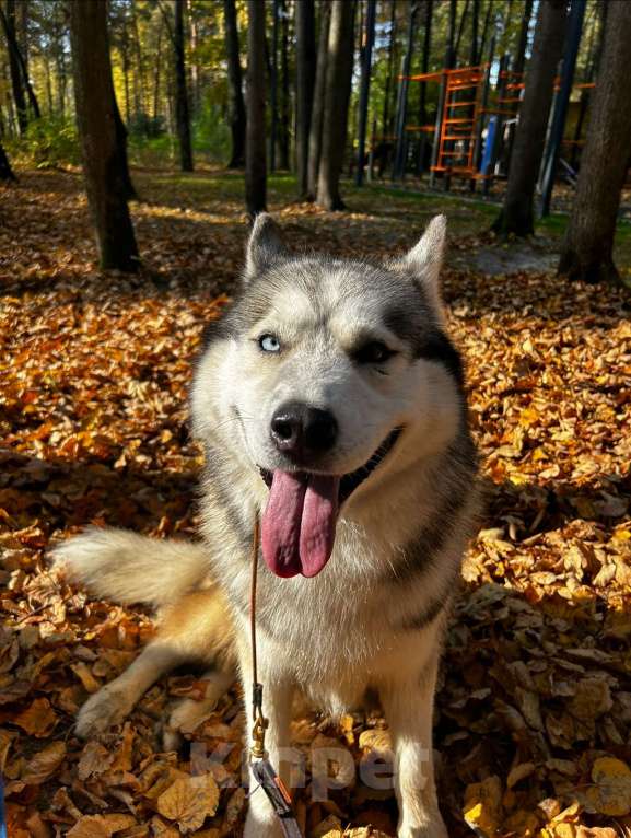 Собаки в Видном: Парк Расторгуево убежала собака сибирская хаски Джек Мальчик, 3 000 руб. - фото 2