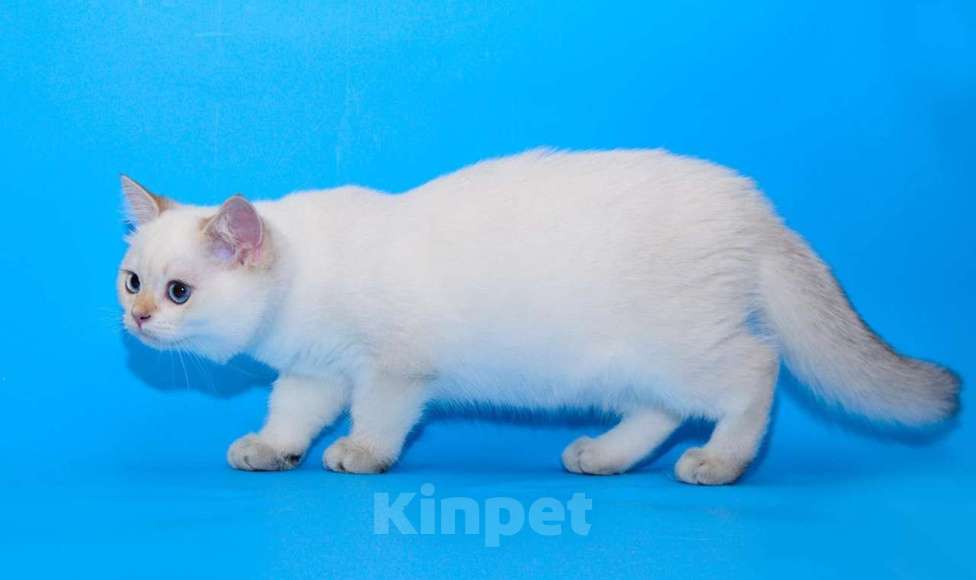 Кошки в Рыбинске: Британский голубоглазый мальчик 5 мес ny1133 Мальчик, 20 000 руб. - фото 3