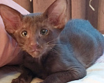Кошки в Санкт-Петербурге: Ориентальные котёнок котик коричневый Мальчик, 35 000 руб. - фото 1