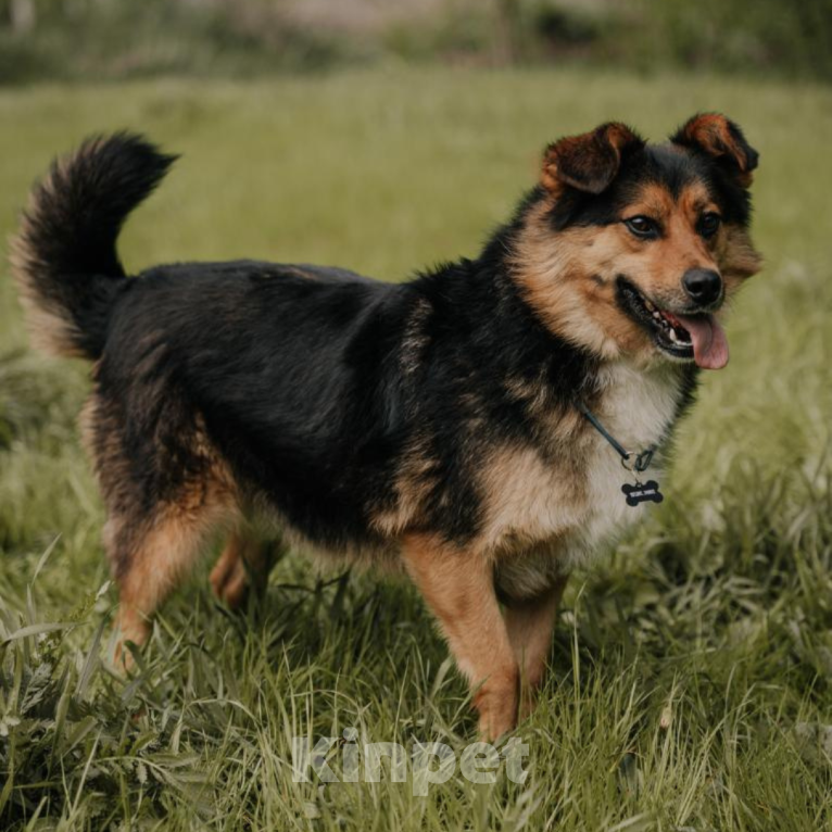 Собаки в Москве: Бантик Мальчик, Бесплатно - фото 3