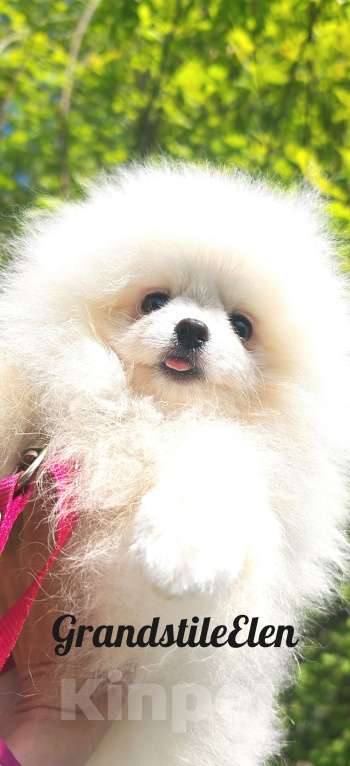 Собаки в Иркутске: Померанский шпиц щенок Мальчик, 60 000 руб. - фото 1