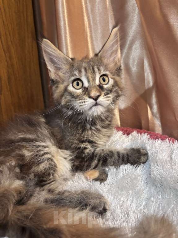 Кошки в Петергофе: Крупная девчоночка Девочка, 35 000 руб. - фото 4