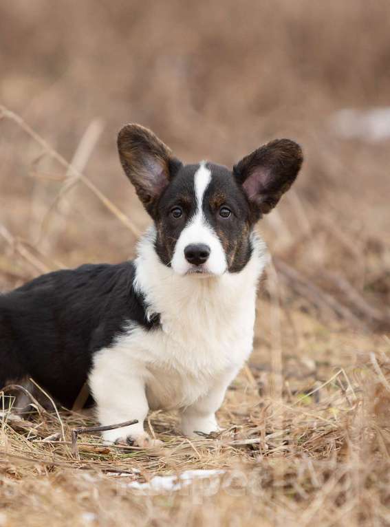 Собаки в других городах Ленинградской области: Шикарный щенок вельш корги кардиган из питомника  Мальчик, 70 000 руб. - фото 3