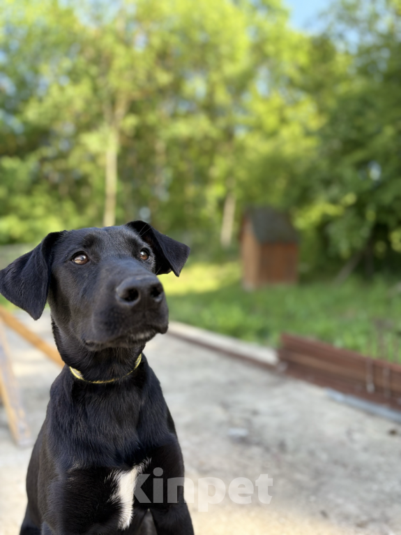 Собаки в других городах Краснодарского края: Уникальный щенок «ризеновчарик» мальчик Рэй Мальчик, 1 000 руб. - фото 2