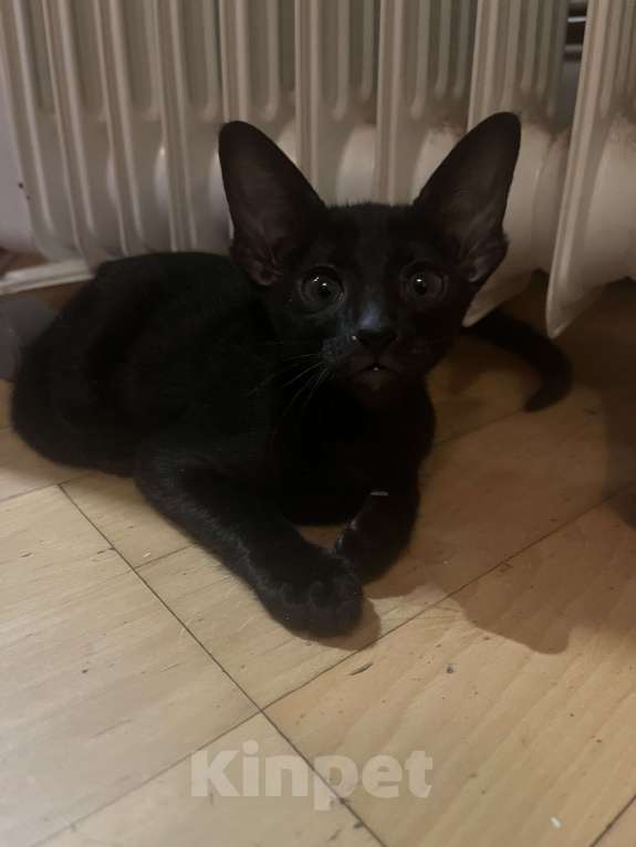 Кошки в Москве: Ориентальный котенок  Девочка, 20 000 руб. - фото 2