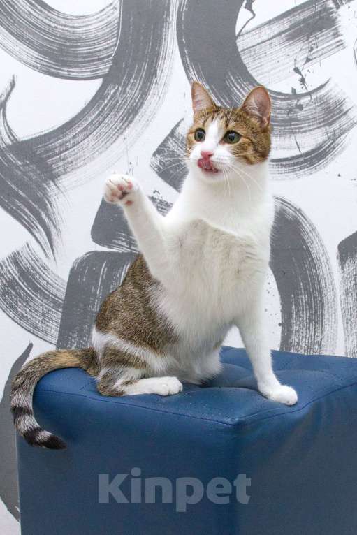 Кошки в Москве: Братик и сестренка нуждаются в семье! Мальчик, Бесплатно - фото 4