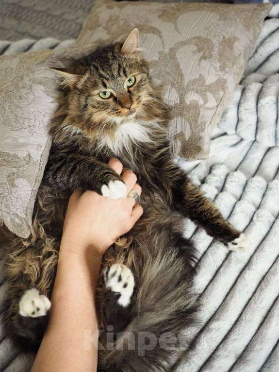 Кошки в Москве: котенок Мохер ищет дом Мальчик, Бесплатно - фото 3