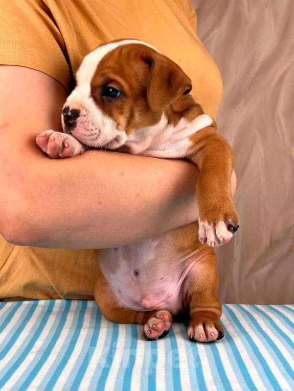 Собаки в Москве: Шикарные детки амстаффа  Мальчик, 30 000 руб. - фото 1