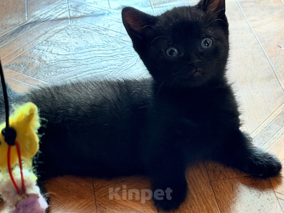 Кошки в Воронеже: Манчкины - котята ждут друзей Мальчик, Бесплатно - фото 5