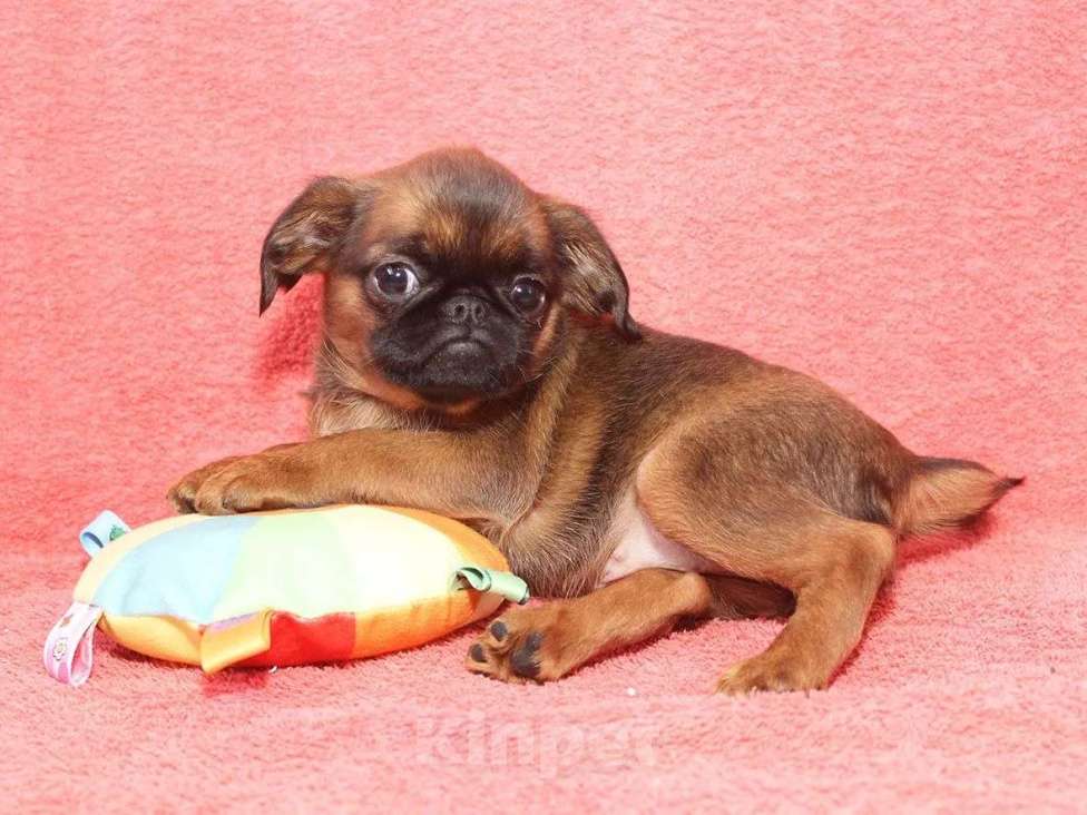 Собаки в Санкт-Петербурге: Улыбка Девочка, 80 000 руб. - фото 3