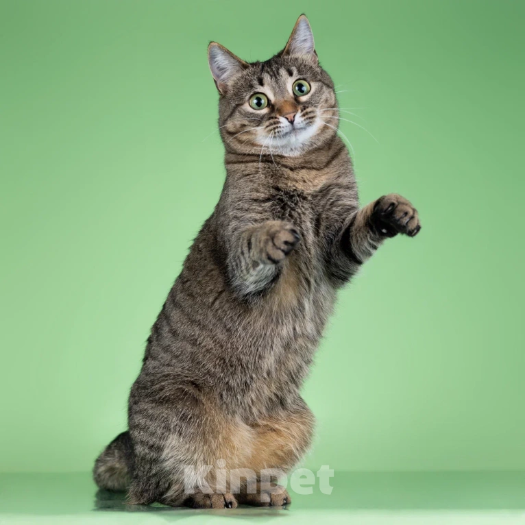 Кошки в Москве: Маша быстро наведет порядок и уют в вашем доме Девочка, Бесплатно - фото 3